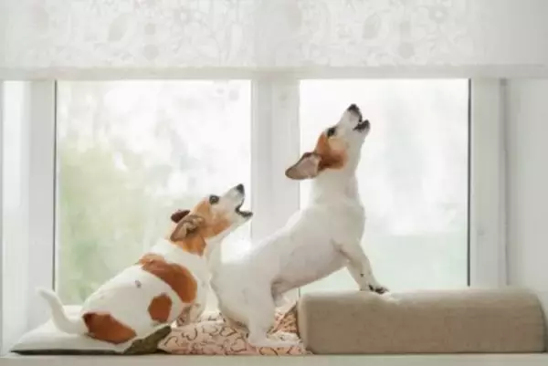 犬が『窓の外に向かって吠える』心理4つ　ずっと鳴き続けてしまう場合の対処法まで