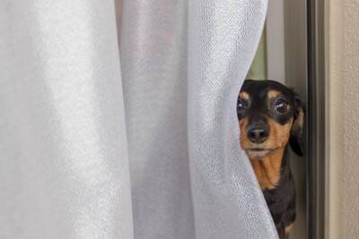 犬が『窓の外に向かって吠える』心理4つ　ずっと鳴き続けてしまう場合の対処法まで