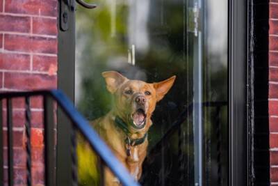 犬が『窓の外に向かって吠える』心理4つ　ずっと鳴き続けてしまう場合の対処法まで