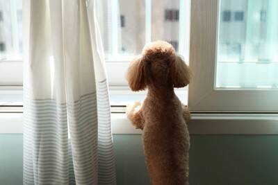 犬が『窓の外に向かって吠える』心理4つ　ずっと鳴き続けてしまう場合の対処法まで