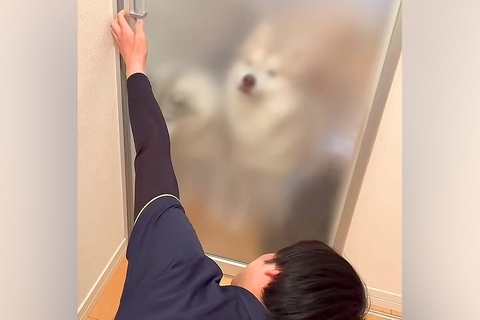 息子が帰宅後、ドアを開けると『3匹の大型犬』が大喜びして…はちゃめちゃな『おかえりなさいのご挨拶』が70万再生「幸せすぎる空間」「尊い」