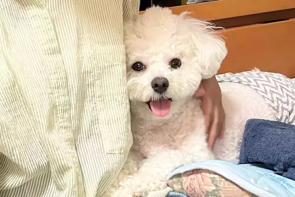 おばあちゃんが近くにいると笑顔の犬→おじいちゃんの場合は『表情と態度』が…あまりにもわかりやすい『感情が出ている光景』が37万表示