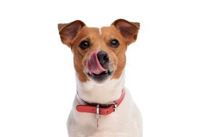 犬が舐めると危険な『体の部位』3選　愛犬の唾液による人体への悪影響まで