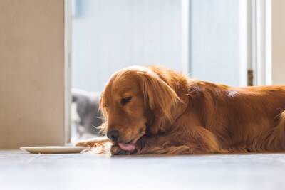 犬が舐めると危険な『体の部位』3選　愛犬の唾液による人体への悪影響まで