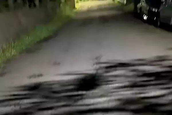 真夜中、田舎道で犬の散歩をしたら→なぜか立ち止まったので『視線の先』を見てみると…衝撃の光景が87万再生「えぐいｗ」「クローズで草」