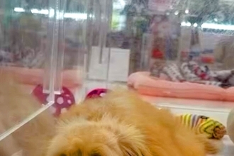 数万円に値下げされ、ずっと売れ残っていた犬→『幸せにしてあげたい』と誓い…家族としてお迎えする光景が24万再生「待ってたんだ」「素敵な縁」