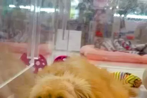 数万円に値下げされ、ずっと売れ残っていた犬→『幸せにしてあげたい』と誓い…家族としてお迎えする光景が24万再生「待ってたんだ」「素敵な縁」