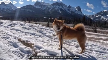 柴犬が大好きな酒屋のおっちゃんに会うと…まさかの『拒否柴』発動で15万4000再生「お手本のような拒否っぷり」「わがまま可愛い」