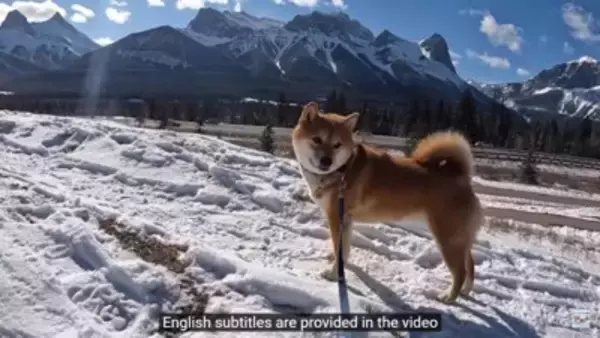 柴犬が大好きな酒屋のおっちゃんに会うと…まさかの『拒否柴』発動で15万4000再生「お手本のような拒否っぷり」「わがまま可愛い」