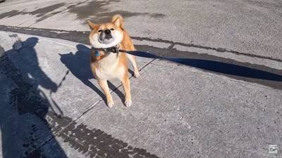 柴犬が大好きな酒屋のおっちゃんに会うと…まさかの『拒否柴』発動で15万4000再生「お手本のような拒否っぷり」「わがまま可愛い」