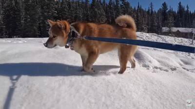 柴犬が大好きな酒屋のおっちゃんに会うと…まさかの『拒否柴』発動で15万4000再生「お手本のような拒否っぷり」「わがまま可愛い」