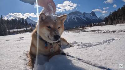 柴犬が大好きな酒屋のおっちゃんに会うと…まさかの『拒否柴』発動で15万4000再生「お手本のような拒否っぷり」「わがまま可愛い」