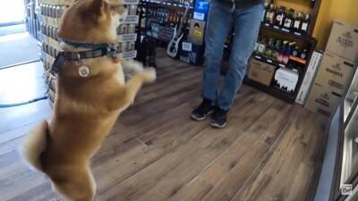 柴犬が大好きな酒屋のおっちゃんに会うと…まさかの『拒否柴』発動で15万4000再生「お手本のような拒否っぷり」「わがまま可愛い」