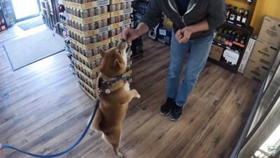 柴犬が大好きな酒屋のおっちゃんに会うと…まさかの『拒否柴』発動で15万4000再生「お手本のような拒否っぷり」「わがまま可愛い」