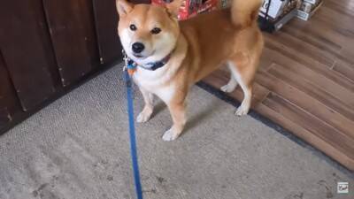 柴犬が大好きな酒屋のおっちゃんに会うと…まさかの『拒否柴』発動で15万4000再生「お手本のような拒否っぷり」「わがまま可愛い」