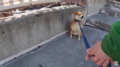 柴犬が大好きな酒屋のおっちゃんに会うと…まさかの『拒否柴』発動で15万4000再生「お手本のような拒否っぷり」「わがまま可愛い」