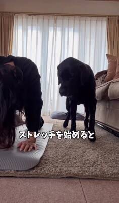 家で運動をしていたら…『おい！どうした！？』まさかの心配性すぎる大型犬の姿が490万再生「ある意味スパルタで草」「可愛すぎるｗ」と絶賛