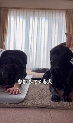 家で運動をしていたら…『おい！どうした！？』まさかの心配性すぎる大型犬の姿が490万再生「ある意味スパルタで草」「可愛すぎるｗ」と絶賛