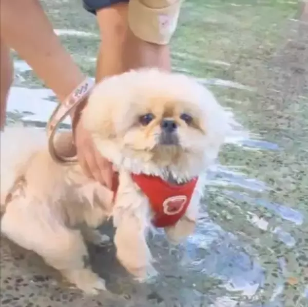 チャパチャパ泳ぐ練習をする犬→なぜか右上から…全く予想できなかった『まさかの展開』が612万表示「思ってた100倍良いｗ」「癖になる」