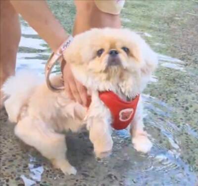 チャパチャパ泳ぐ練習をする犬→なぜか右上から…全く予想できなかった『まさかの展開』が612万表示「思ってた100倍良いｗ」「癖になる」