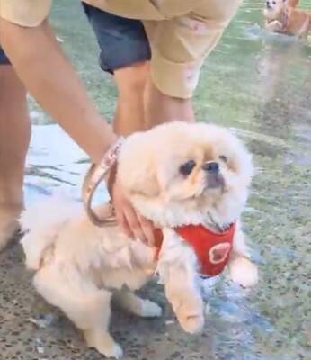 チャパチャパ泳ぐ練習をする犬→なぜか右上から…全く予想できなかった『まさかの展開』が612万表示「思ってた100倍良いｗ」「癖になる」