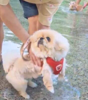 チャパチャパ泳ぐ練習をする犬→なぜか右上から…全く予想できなかった『まさかの展開』が612万表示「思ってた100倍良いｗ」「癖になる」