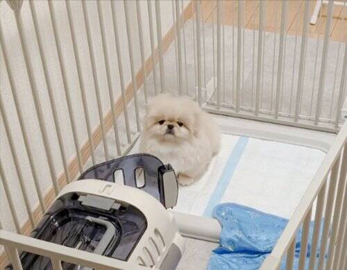 チャパチャパ泳ぐ練習をする犬→なぜか右上から…全く予想できなかった『まさかの展開』が612万表示「思ってた100倍良いｗ」「癖になる」