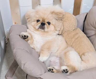 チャパチャパ泳ぐ練習をする犬→なぜか右上から…全く予想できなかった『まさかの展開』が612万表示「思ってた100倍良いｗ」「癖になる」