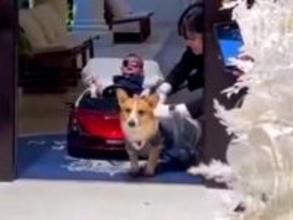 結婚式で『リングドッグ』を務めた犬→参列者に見せた『愛くるしいご挨拶』に絶賛の声「よくできました」「なんか感動した」