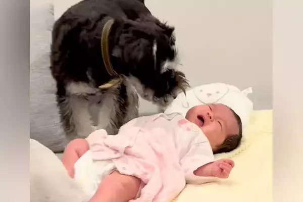 赤ちゃんが生まれ、犬が『お兄ちゃん』になった結果→あまりにも尊い『愛おしすぎる成長記録』に反響「サイズ感が可愛すぎる」の声も