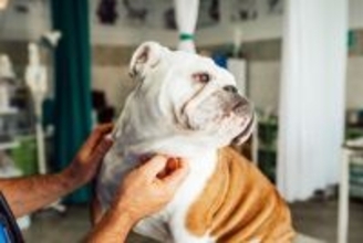 犬が『恥ずかしがっている』ときにみせる仕草や行動5選　愛犬が飼い主に見られたくないタイミングとは？
