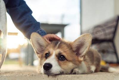 犬が『恥ずかしがっている』ときにみせる仕草や行動5選　愛犬が飼い主に見られたくないタイミングとは？