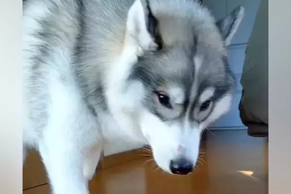 猫と一緒に育った大型犬→ご飯を食べ終わると…ネコから影響を受け過ぎている『まさかの行動』に反響「可愛すぎる」「真似してるのでは」