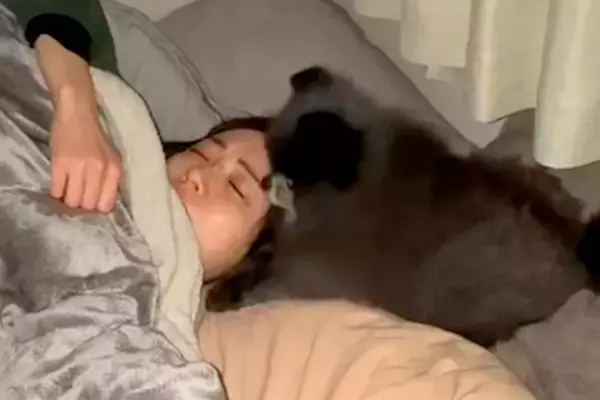 朝4時、寂しくてベッドに入ってきた犬→抱きしめてあげると…とんでもなく尊い『電池切れの瞬間』が19万再生「赤ちゃん」「幸せな夢見そう」