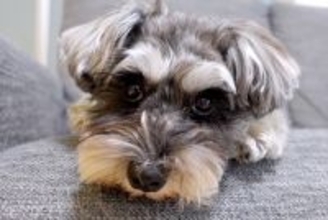 パパと犬の留守番をモニタリング→外出中のママに会いたがって…違いすぎる態度と『再会の瞬間』に反響「可愛い」「パパ相手にしてもらえないｗ」