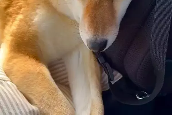車で犬を病院へ連れて行った結果→『大好きな先生』が現れると…尊すぎる再会と『帰り道の表情』が27万再生「愛情表現最高」「もぉぉ可愛い」