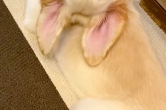 『ゴールデンレトリーバーの子犬が振り返った』と思ったら…『とんでもない首の角度』を捉えた光景が72万再生「ヨガポーズで草」「何犬？ｗｗ」