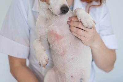 犬に『人間用のシャンプー』を使うとどうなる？考えられるリスクや注意点まで