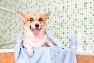 犬に『人間用のシャンプー』を使うとどうなる？考えられるリスクや注意点まで