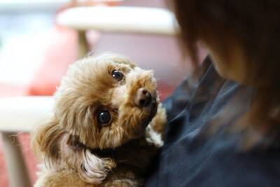 犬と『信頼関係を築く』5つの方法　頼りにされる飼い主の共通点や必要なコミュニケーションまで