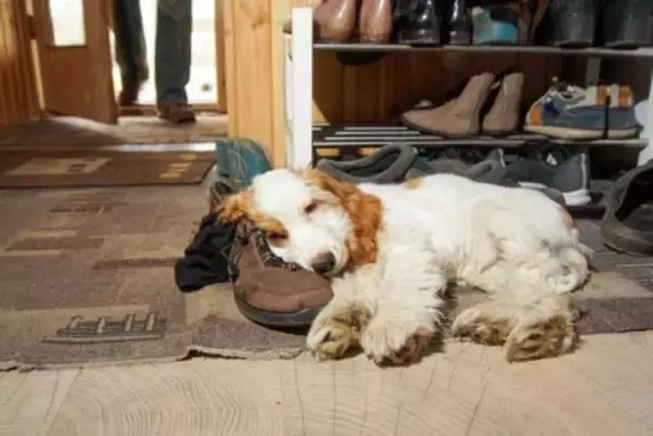 飼い主が帰宅しても犬が『無関心』な理由5つ　喜んでくれないのはなぜ？意外な本音とは