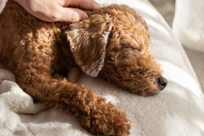 飼い主が帰宅しても犬が『無関心』な理由5つ　喜んでくれないのはなぜ？意外な本音とは