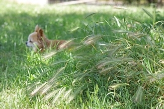 犬に危険な『ノギ』って何？愛犬が接触するとどうなるの？考えられるトラブルまで
