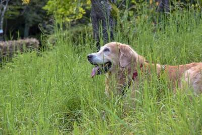 犬に危険な『ノギ』って何？愛犬が接触するとどうなるの？考えられるトラブルまで
