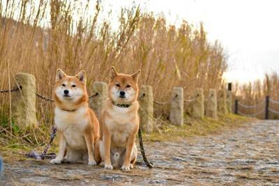 犬に危険な『ノギ』って何？愛犬が接触するとどうなるの？考えられるトラブルまで