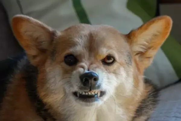 犬が『イライラしている』ときにみせるサイン7選　不満が溜まってしまう原因や対処法まで