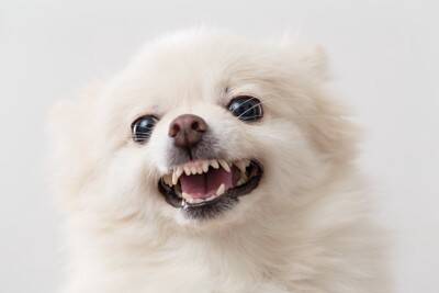 犬が『イライラしている』ときにみせるサイン7選　不満が溜まってしまう原因や対処法まで