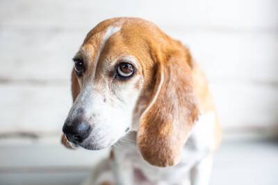 犬が『人を信用していない』ときにみせるサイン5選　愛犬に認めてもらうための適切な対応まで