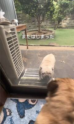 ガチで仲の悪い犬たち、窓越しに喧嘩していたので『窓を開けてみた』結果…まさかすぎる展開が334万再生「イキってるだけで草」と爆笑の嵐