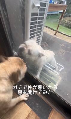 ガチで仲の悪い犬たち、窓越しに喧嘩していたので『窓を開けてみた』結果…まさかすぎる展開が334万再生「イキってるだけで草」と爆笑の嵐